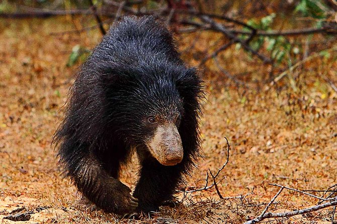 Yala National Park Safari From Udawalawe - Safari Highlights
