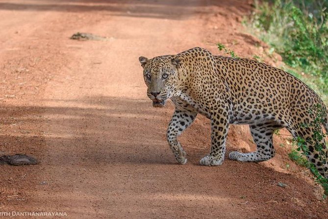Yala National Park Safari With Safari Jeep & Tickets From Yala