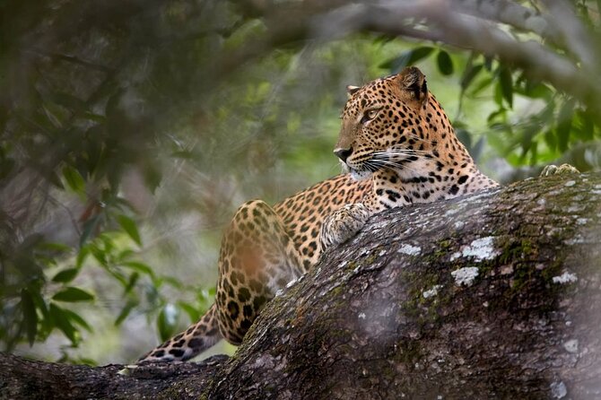 Yala National Park Safari With Transfer From Ella to Arugam Bay