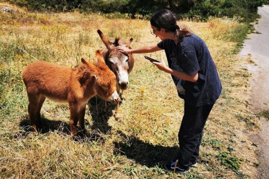 Zakynthos Sunset Tour to Kampi With Greek Night! - Tour Overview and Pricing