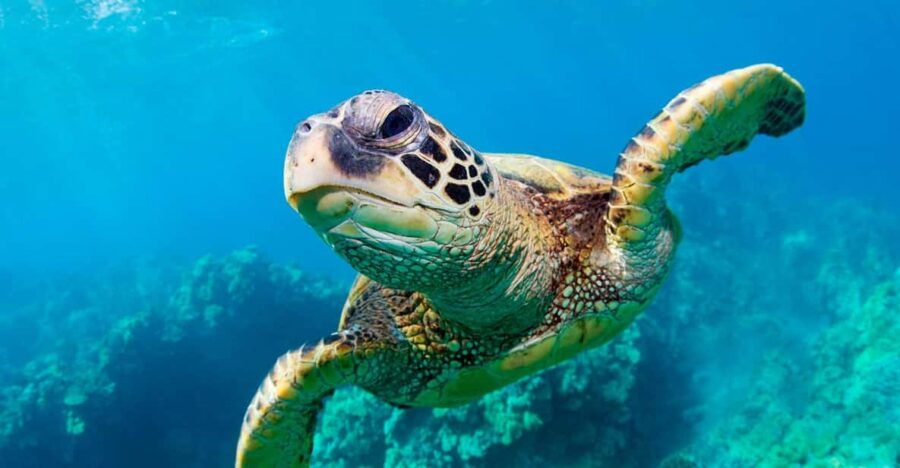 Zakynthos:Turtle Trip in Turtle Island&Ceri Caves by Eurosky