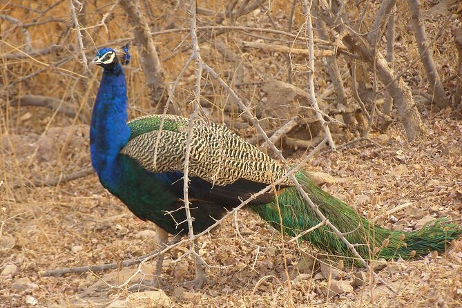 2 Day Jim Corbett National Park Tour With 2 Safari - Tour Inclusions