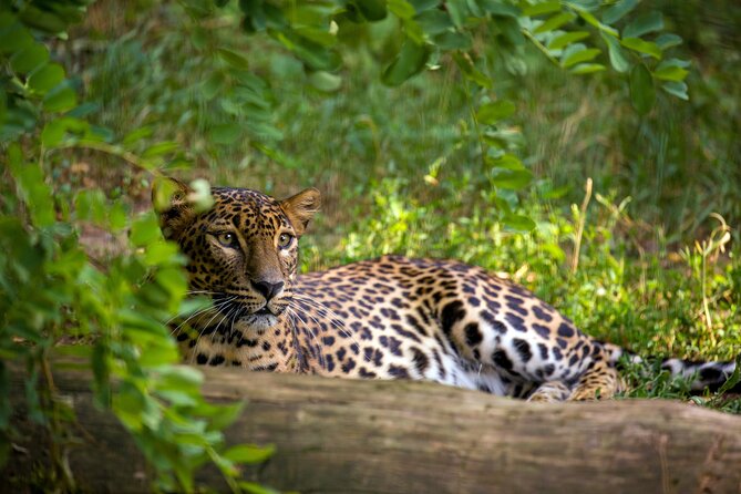 2 Days Tour to Wilpattu & Anuradhapura From Colombo - Good To Know
