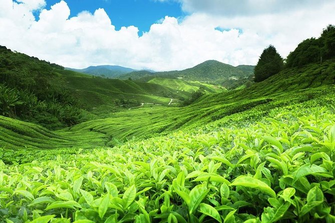 1 Day Tour of Nuwara Eliya - Private Tour From Kandy - Private Transportation Details