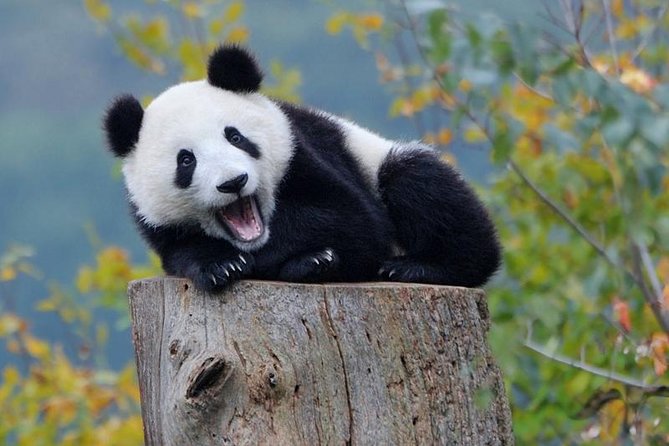 2 Days Chengdu Panda Base, Leshan Giant Buddha and Mt.Emei Group Tour - Inclusions