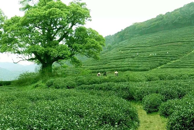 4-Day Private Tour to Hangzhou Suzhou and Shanghai With Lunches - Inclusions