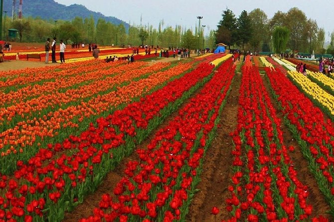 4 Days and 3 Nights Private Tour of Kashmir - What to Expect