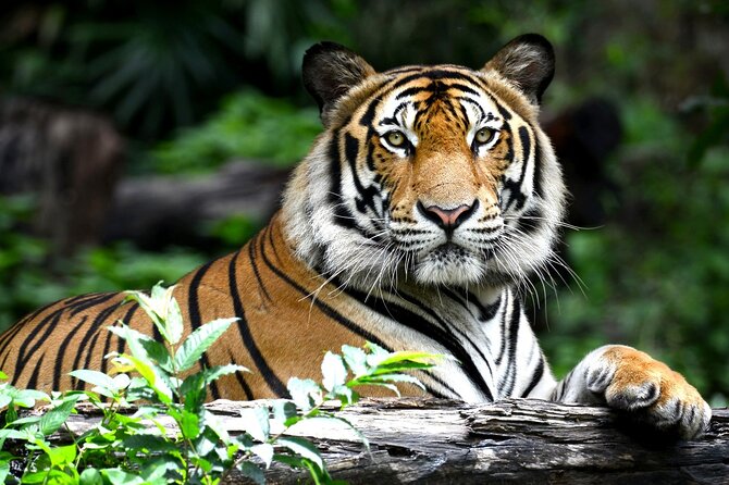 4 Days: Ranthambore Tiger Safari & Guided Jaipur Tour From Agra With Delhi Drop - Accommodation Details
