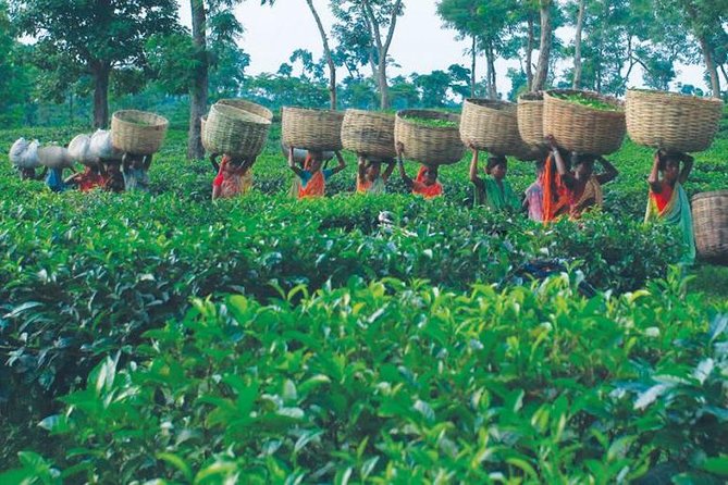 5 Days Bangladesh Tour - Dhaka - Sonargaon - Srimangal - Inclusions and Exclusions
