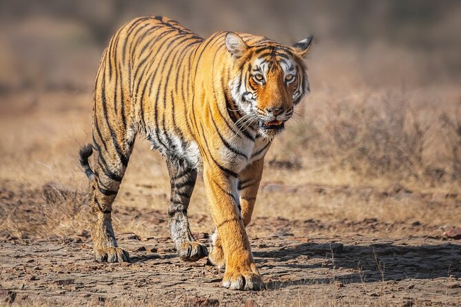 7 Day Golden Triangle With Wildlife(Taj Mahal at Sunrise/Sunrise) - Itinerary Highlights