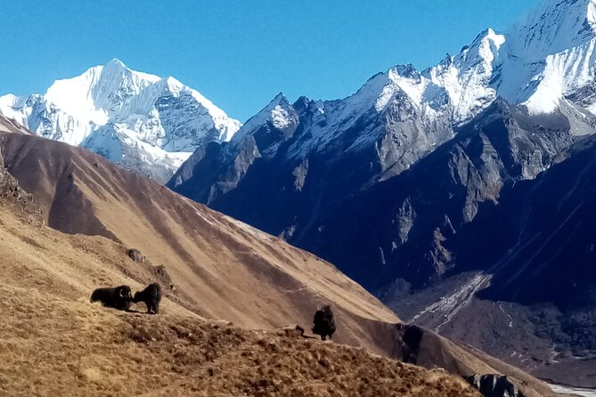 7 Day Guide Only for Private Langtang Trek From Kathmandu - Fitness Requirements