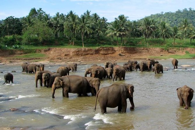 7D - Highlights of Sri Lanka - Culinary Delights and Local Experiences