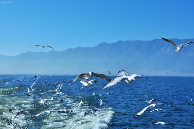 8 Days Classic Tour to Visit Most Famous Cities of Kunming Dali Lijiang and Shangri-La - Itinerary Overview