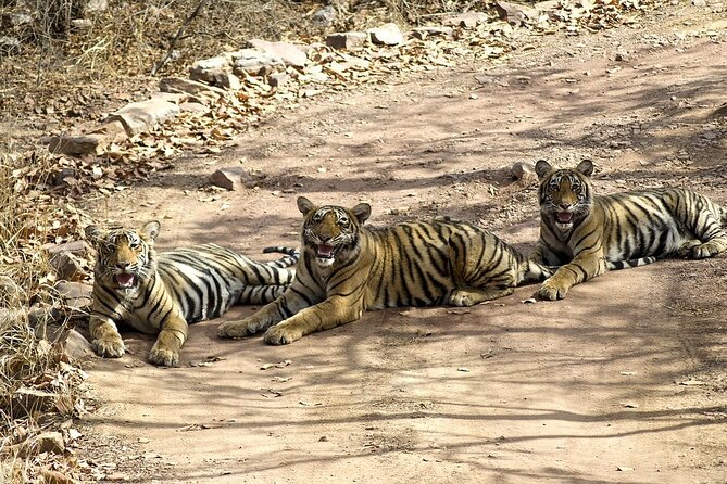 A Two Night Ranthambore National Park From Jaipur By Private Transfer - Pickup and Logistics