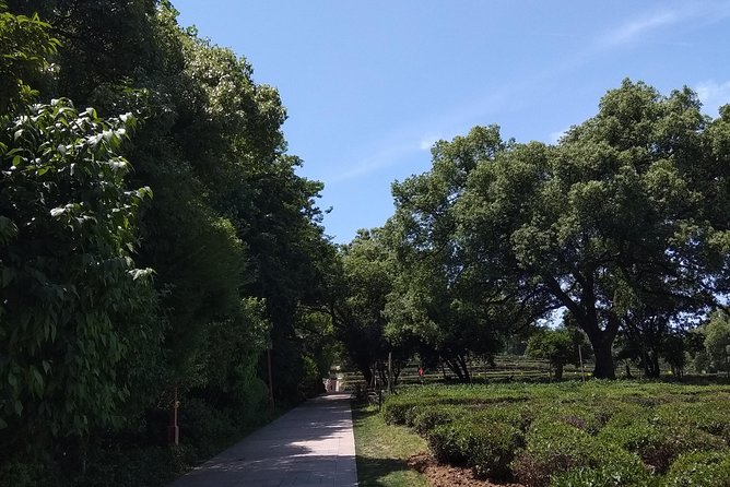 A Visit To Zen Buddhist Temple & A Taste Of Chinese Tea - Guided Tour Experience