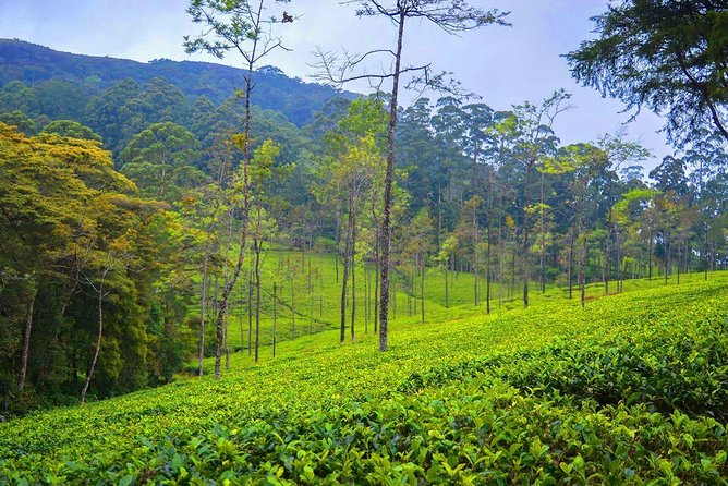 Adisham Rail Tour From Ella or Bandarawela - Price and Booking