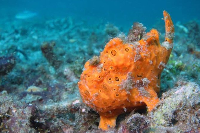 All Inclusive: Bali Snorkeling at Blue Lagoon and Tanjung Jepun - Inclusions