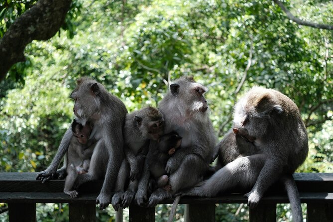 Bali Classic Volkswagen Safari and Ubud Village Tour - Booking Information