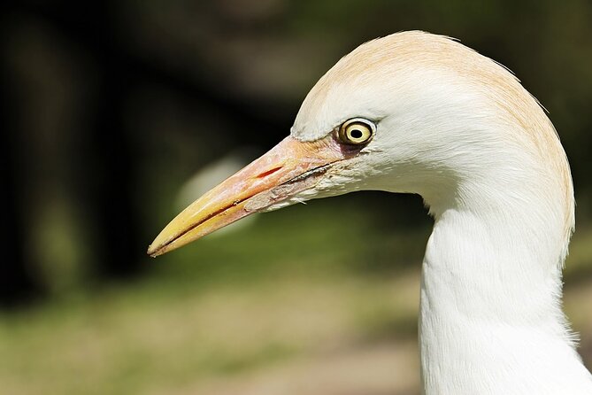 Bird Watching Tour at Bhandup, Mumbai - Price and Booking