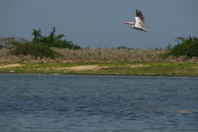 Birds & Beyond: Chennai to Pulicat Bird Sanctuary Day Tour - The Sum Up