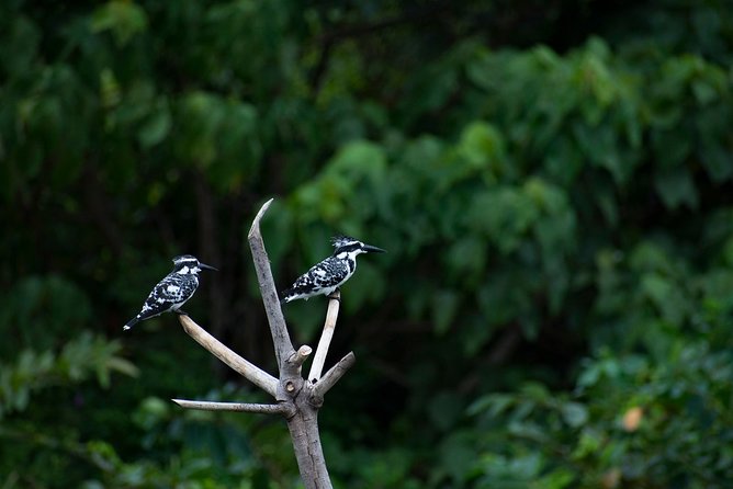 Birdwatching at Diyasaru Uyana From Mount Lavinia - Best Time for Birdwatching