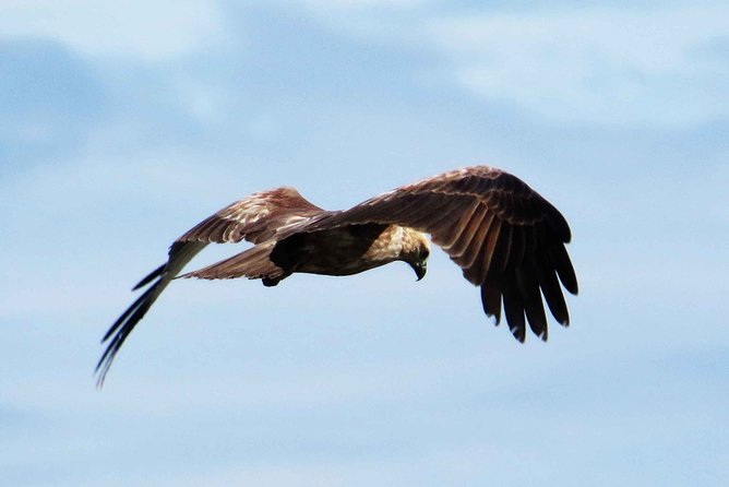 Birdwatching Boat Ride in Muthurajawela Marsh From Mount Lavinia - Tour Details and Requirements