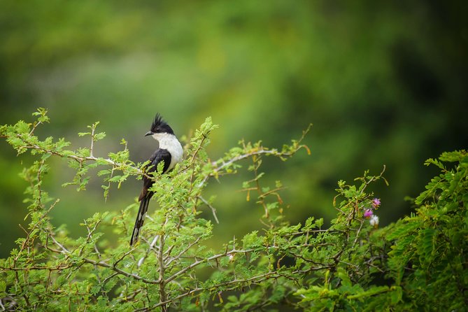 Birdwatching Forest Trek in Kitulgala From Mount Lavinia - What to Expect