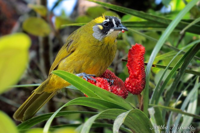 Birdwatching From Sinharaja Rainforest - Itinerary Details