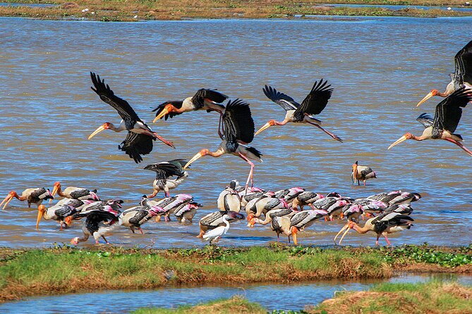 Birdwatching Safari at Kumana National Park - Knowledgeable Safari Guide Commentary