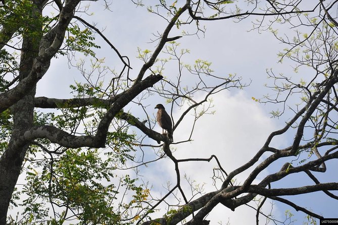 Birdwatching Trek in Anawilundawa Sanctuary From Colombo - Transportation Details