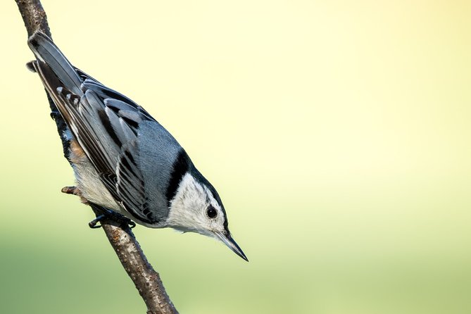 Birdwatching Walk in Diyasaru Uyana in Colombo - Important Details and Recommendations