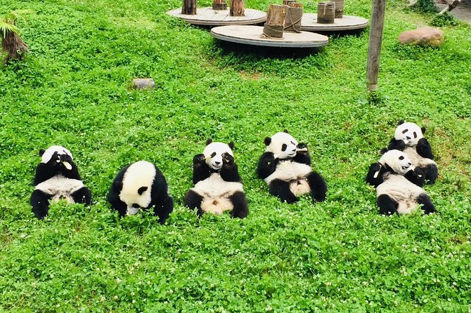 Chengdu Panda Base and Peoples Park - Pickup Details and Start Time