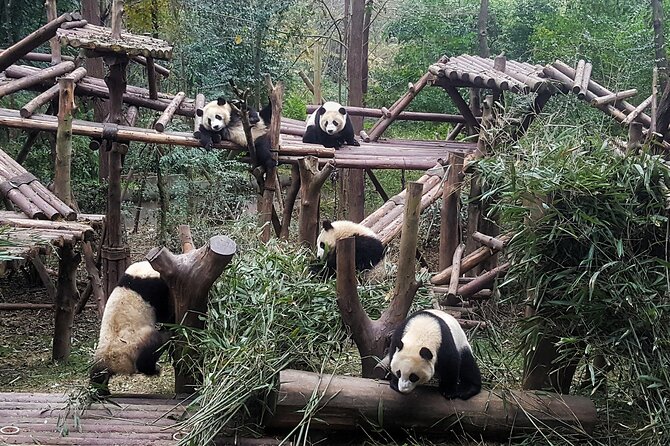 Chengdu Panda & City Tour: Your Ultimate Experience - Exclusions