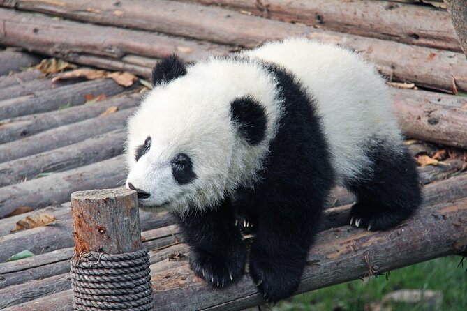 Chengdu Private Tour Of Giant Panda Breeding Research Base and City Highlights With Lunch - Tour Details