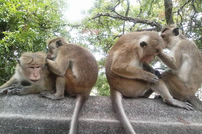 Colombo to Dambulla Sigiriya 02 Days Tour With Safari - Additional Info