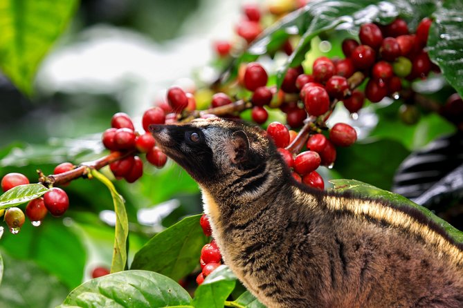 Dalat Coffee Tours - Itinerary Details
