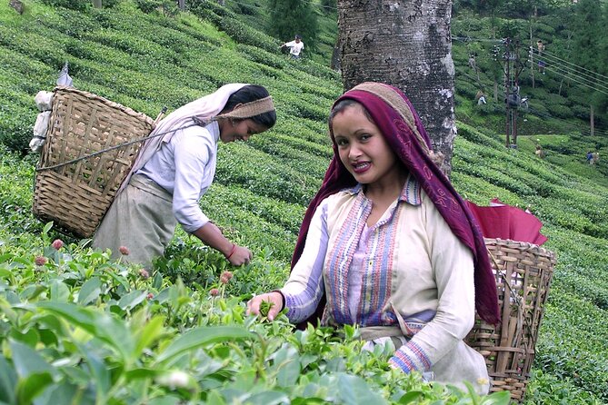 Darjeeling & Gangtok Tour - Inclusions and Exclusions