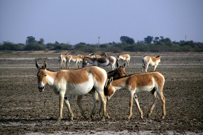 Day Excursion to Little Rann of Kutch From Ahmedabad - Inclusions and Exclusions