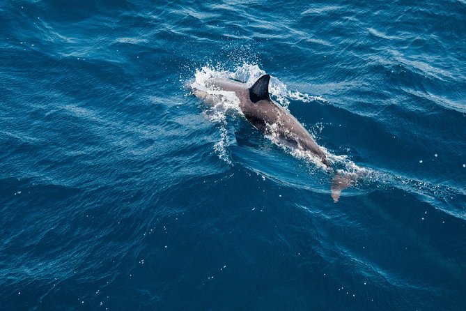 Dolphin Cruise in Dhiffushi - Inclusions and Meeting Details