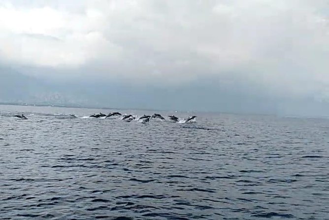 Dolphin Watching on Wildlife - Tour Overview: Half-Day Dolphin-Watching and Snorkeling