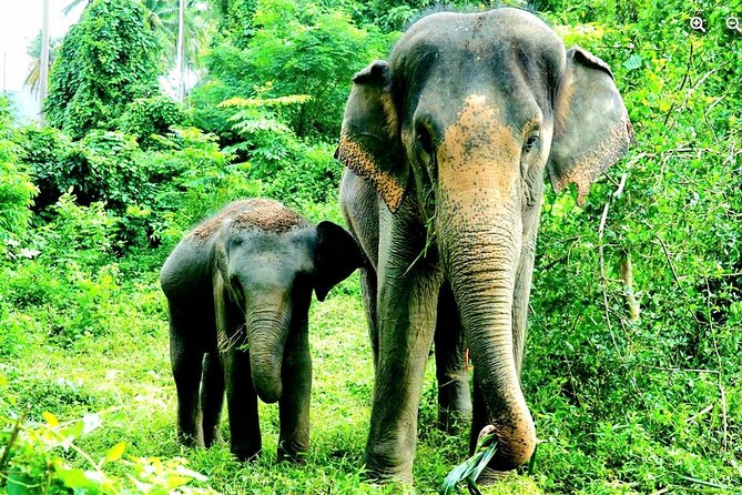 Elephant Care Experience - Inclusions and Amenities