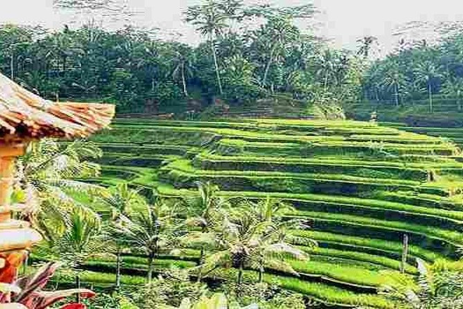 Essence of Bali Purification and Blessing in Holy Water Temple - Reservation and Pricing