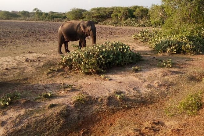 Evening Private Safari at Bundala Park by La Safari Inn Tours - Location