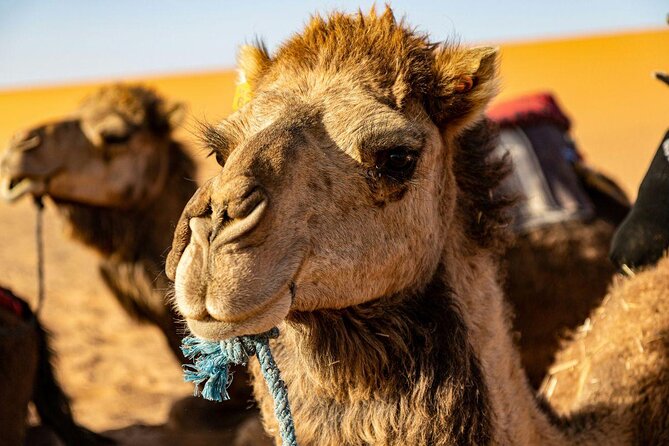 Experience Pushkar Camel Fair Festival With Transportation & Guide Only - Transportation and Pickup Details