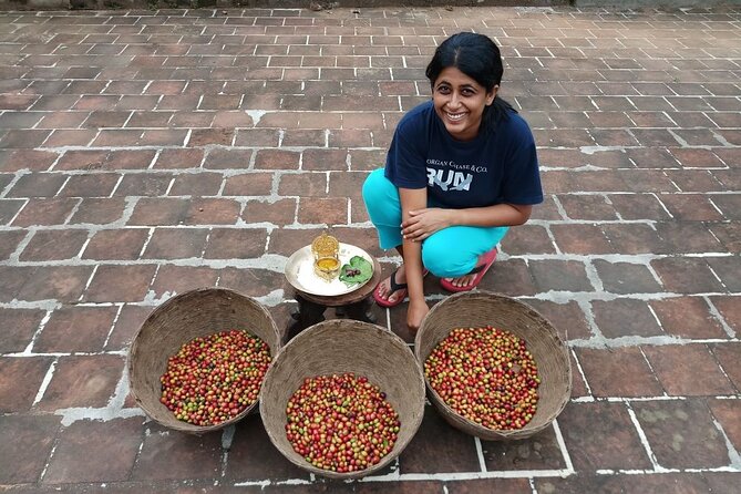 Five Farms Coffee-Farm to Cup Journey - Coffee Bean Harvesting Process
