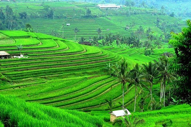 Full Day Bali Natural Beauty and Lake Temple Tour - Itinerary Details