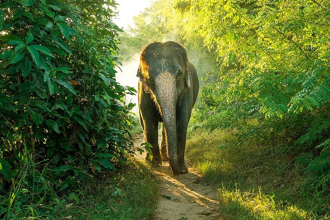 Full Day Bundala Safari With Picnic Lunch From Hambantota Harbour - Meeting Point Information