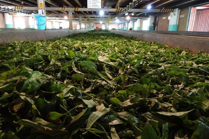 Galle and Bentota Day Excursion From Colombo - Inclusions and Exclusions