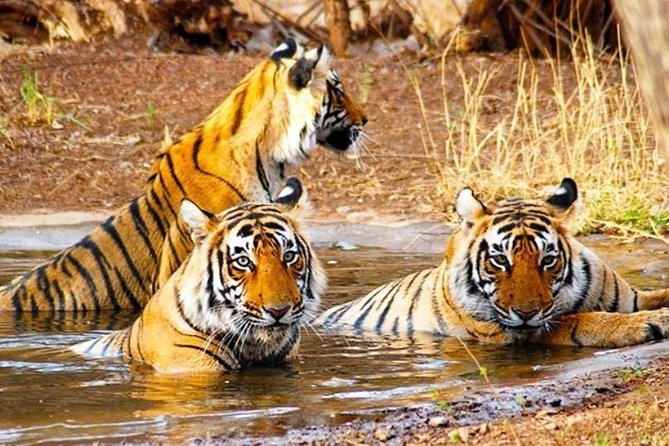 Golden Triangle Tour With Wildlife / Taj & Tiger - Itinerary Highlights