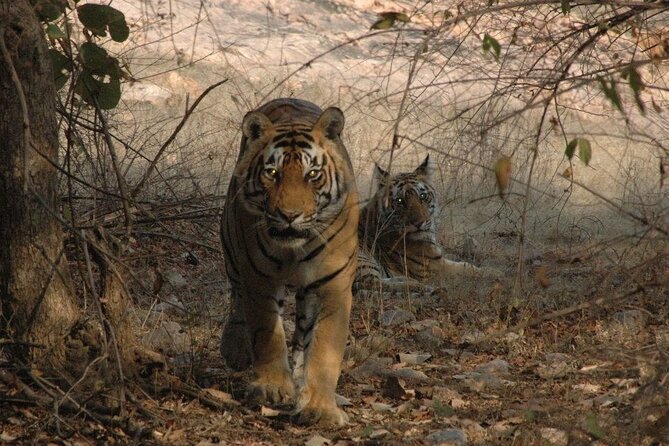 Golden Triangle With Bird & Tiger Safari Expedition - Transportation and Guides